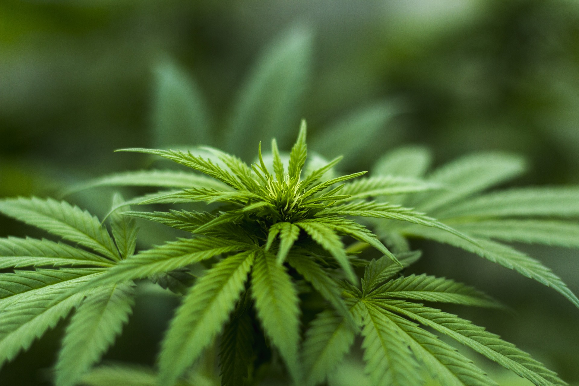 plant herb
